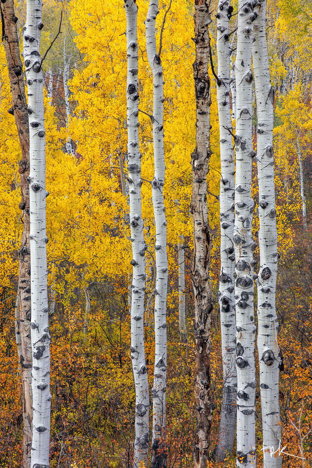 Limited edition print of thin, white aspen trunks with yellow foliage in the background taken near McClure Pass, Colorado.