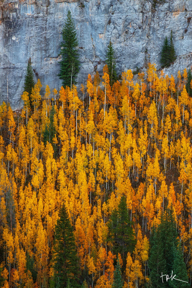 Limited edition print of yellow aspens against a granite wall in a canyon in Colorado’s White River National Forest.