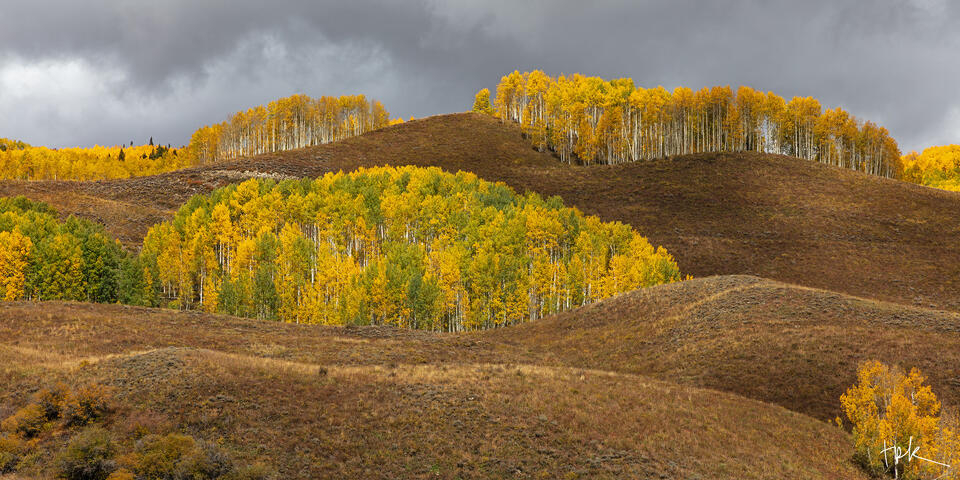 Limited edition panoramic print of separate groves of aspens on rolling hills of golden grass outside Crested Butte, Colorado.