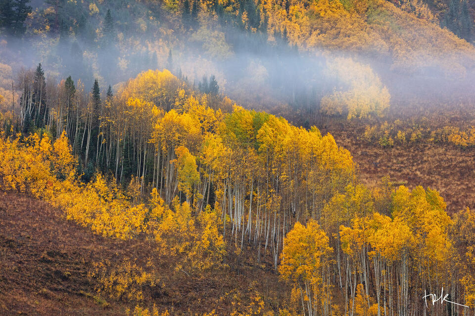 Limited edition print of yellow aspens on a hillside with a strip of fog looking like haze near the top.