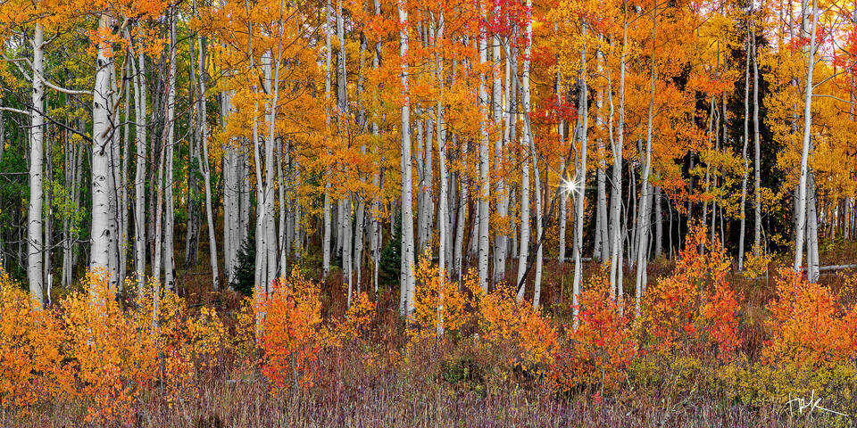 Limited edition panoramic print of a row of aspens with yellow, orange, red, and green leaves taken near Colorado’s Ohio Pass.