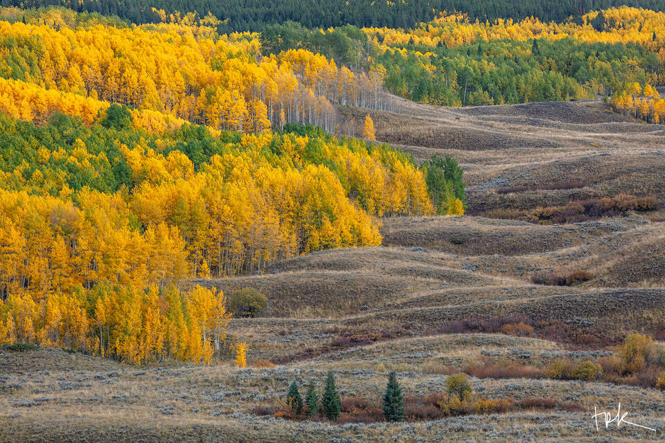 Limited edition print of yellow aspens at the left and small golden grass covered hills at the right taken near Crested Butte, Colorado.
