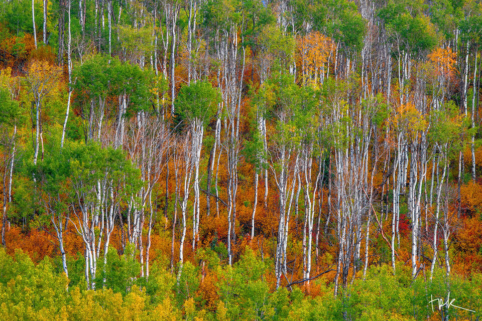 Limited edition print of green aspens with very thin trunks with an understory of Gambel oak with red leaves taken near McClure Pass Colorado.