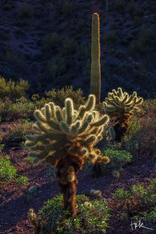 Limited edition print of two chollas and a saguaro backlit and against a hillside in the Superstition Mountains of Arizona’s Sonoran Desert.