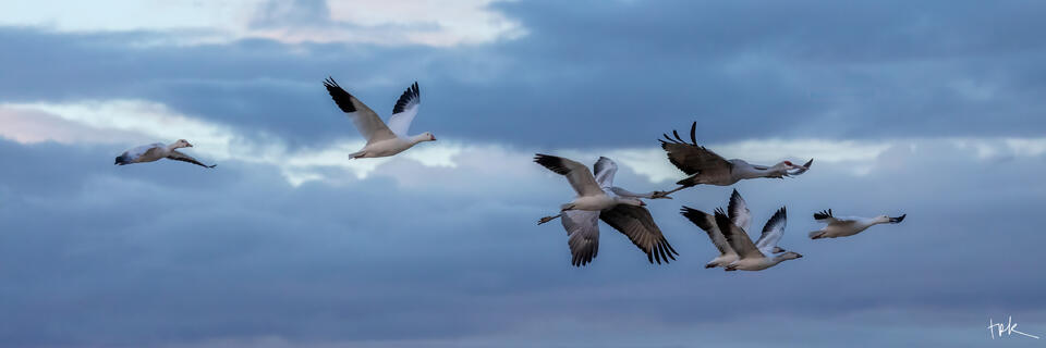 Limited edition panoramic print of a group of sandhill cranes and snow geese flying in formation over the Bernardo Waterfowl Area in New Mexico.