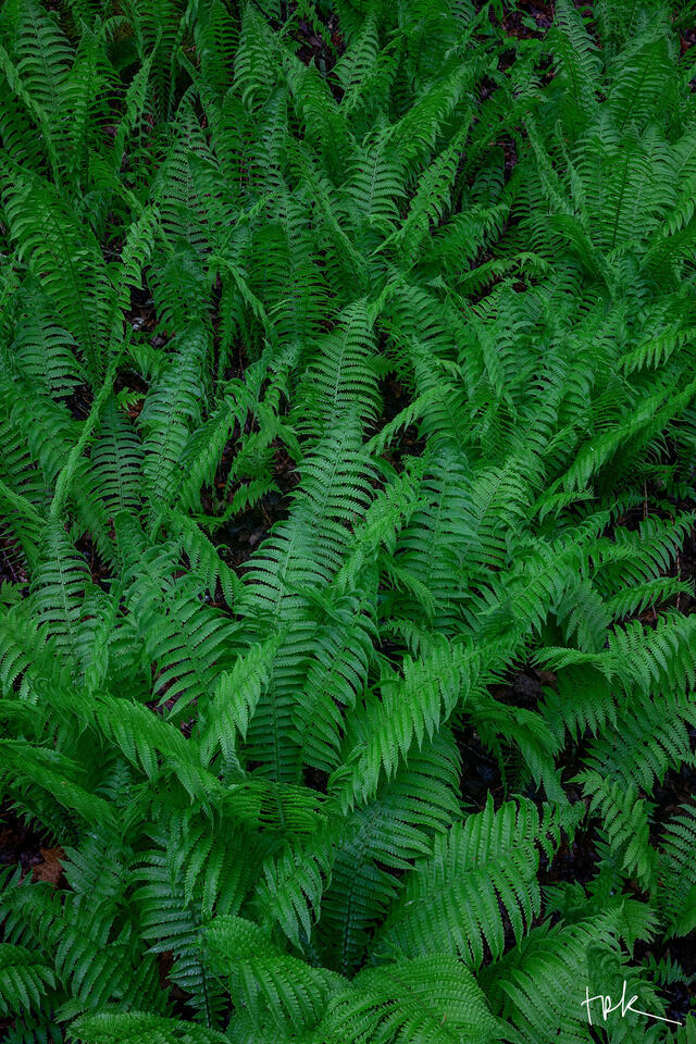 Limited edition print of a bed of newly grown ferns on the forest floor at Kent Falls State Park in Connecticut.