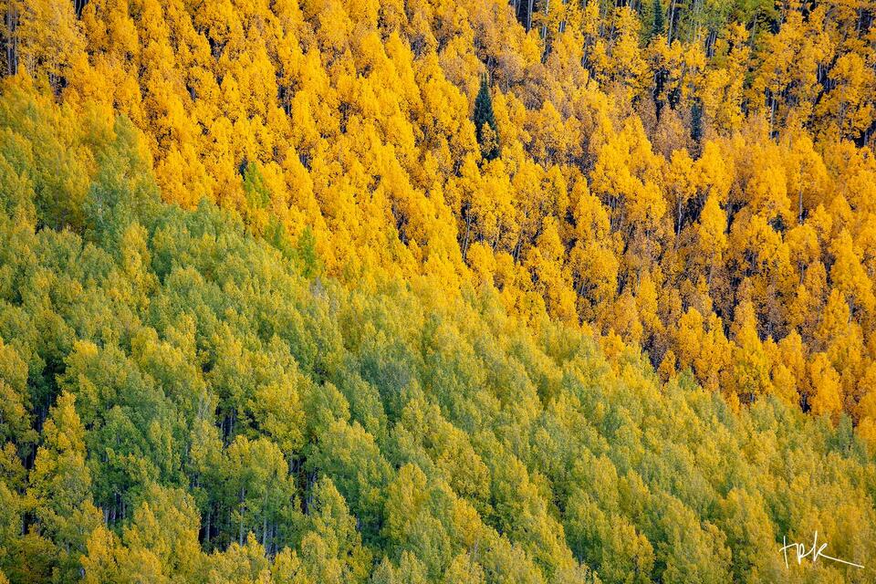 Limited edition print of a yellow and a green grove of aspens juxtaposed next to each other captured near Crested Butte in autumn.