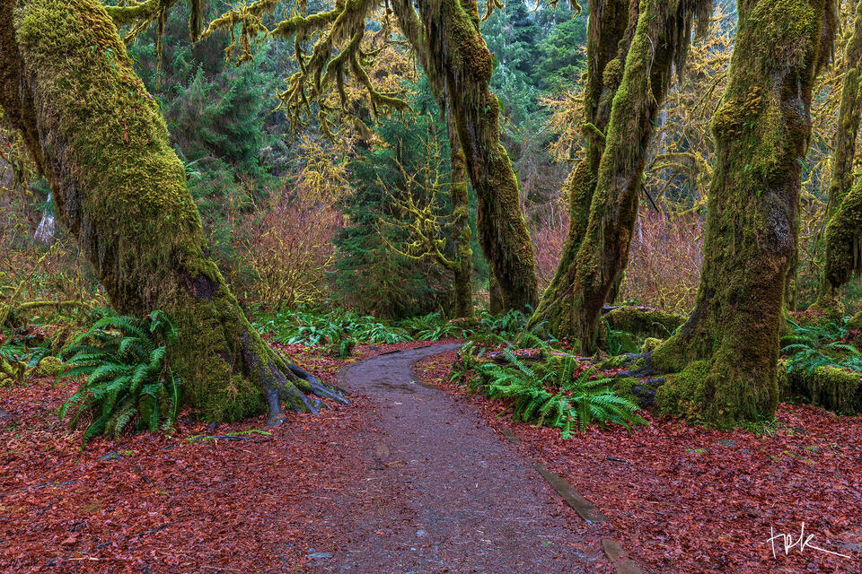 Limited edition print of a trail leading between several moss-covered tree trunks in Washington’s Olympic National Park.