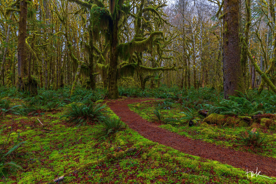 Limited edition print of a trail leading past a large moss-covered big leaf maple in the Hoh Rain Forest of Washington’s Olympic National Park.