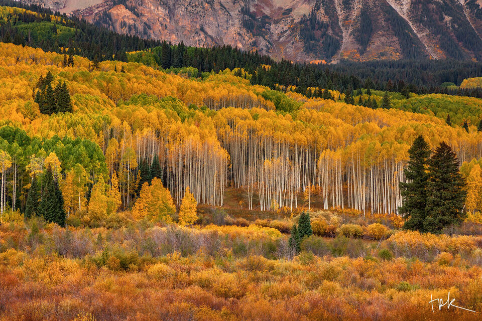 Limited edition print of a large stand of yellow aspens at the foot of East Beckwith Mountain along Colorado’s Kebler Pass.
