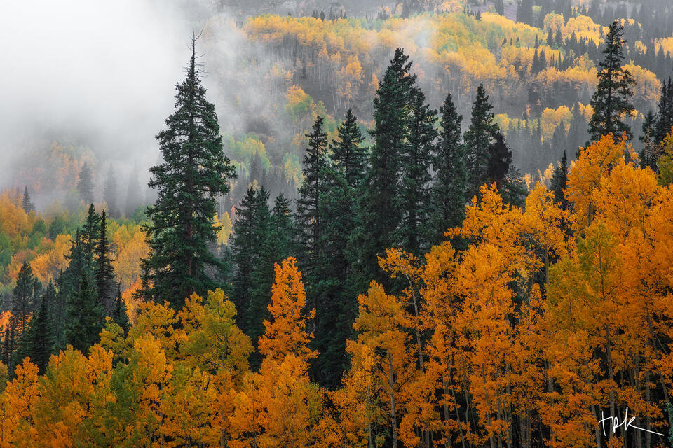 Forests & Grasslands