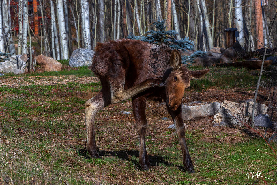 Limited edition print of a moose calf scratching itself in a yard in Grand Lake, Colorado.