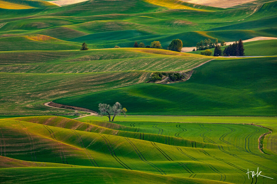 Limited edition print of vivid green hills and a lone leafless cottonwood in the Palouse Region of Washington.