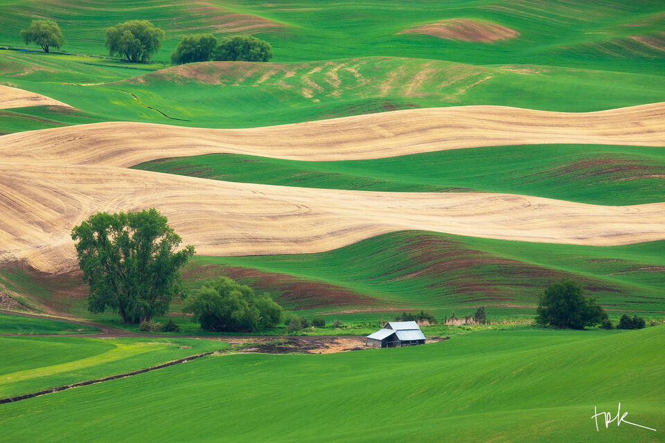 Limited edition print of Palouse, Washington farmland with vivid green, and unplanted tan sections and a small number of cottonwood trees.