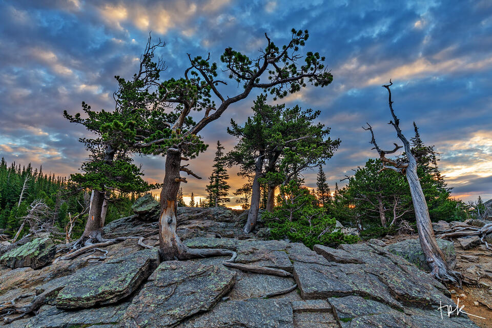 Limited edition print of limber pines growing from rocks at Rocky Mountain National Park by the shore of The Loch.