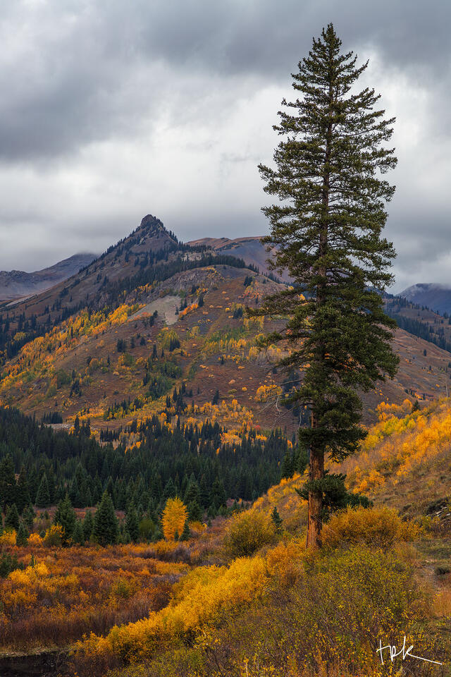 Limited print of a tall conifer tree next to the Slate River near Crested Butte, Colorado