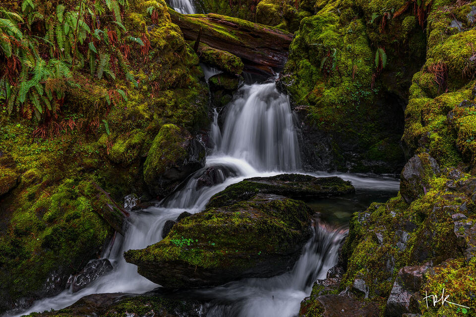 Limited edition print of a small waterfall surrounded by green ferns and moss in Washington’s Quinault Rain Forest.