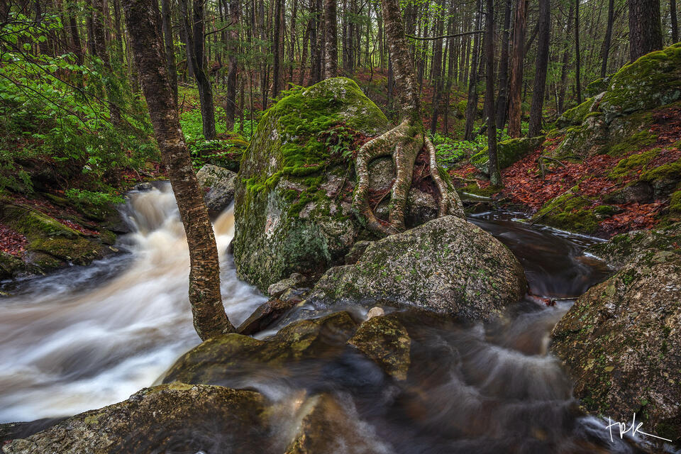 Limited edition print of Falls Brook in Royalston, Massachusetts passing a large root-covered boulder.