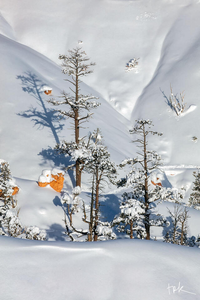 Limited edition print of pines and fresh snow in Utah’s Bryce Canyon National Park.