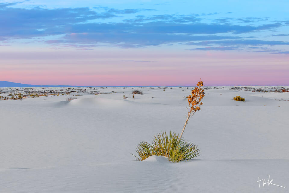 Limited edition print of a soaptree yucca in White Sands National Park at sunset.