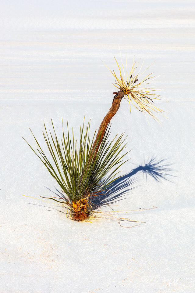 Limited edition print of a lone soaptree yucca at White Sands National Park that looks like a bird of paradise plant.